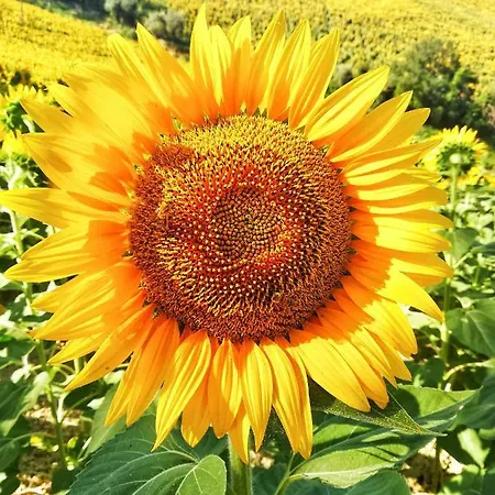 La Mia Casa Nelle Marche 3* Ripatransone