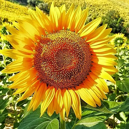 La Mia Casa Nelle Marche Bed & Breakfast 3*