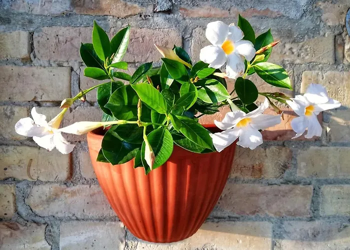 La Mia Casa Nelle Marche 3* Ripatransone